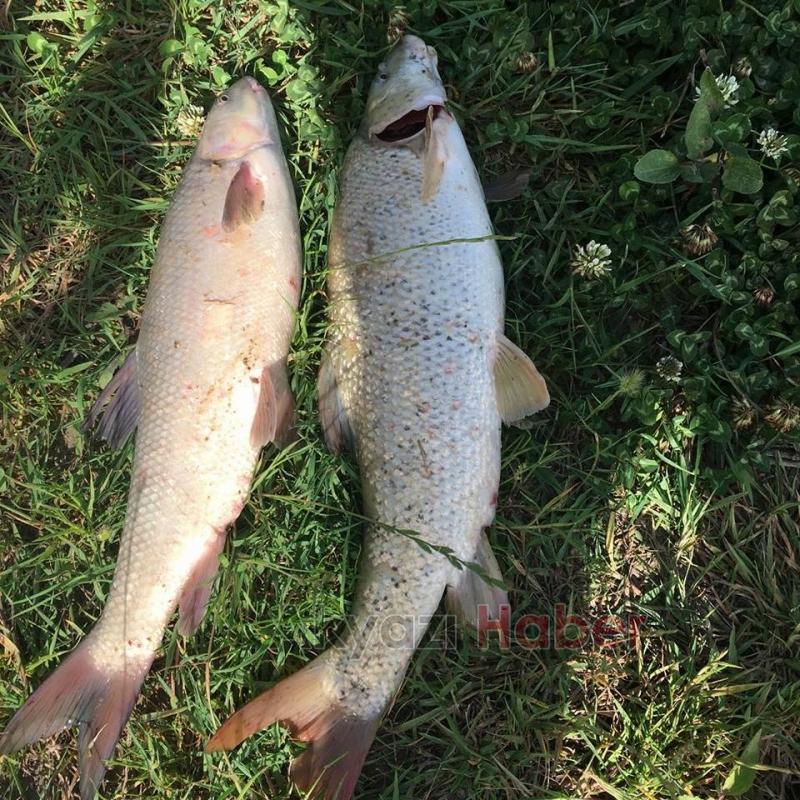 Mudurnu Deresi’nde Balık Ölümleri Yaşanıyor