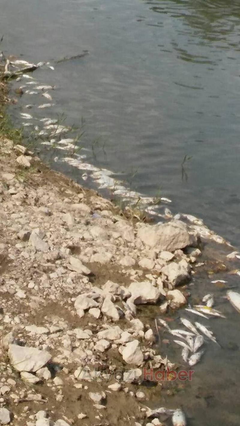 Mudurnu Deresi’nde Balık Ölümleri Yaşanıyor