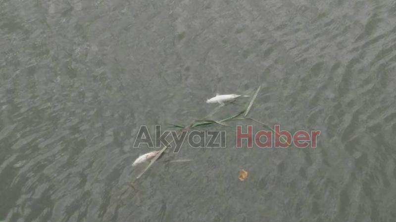 Mudurnu Deresi’nde Balık Ölümleri Yaşanıyor