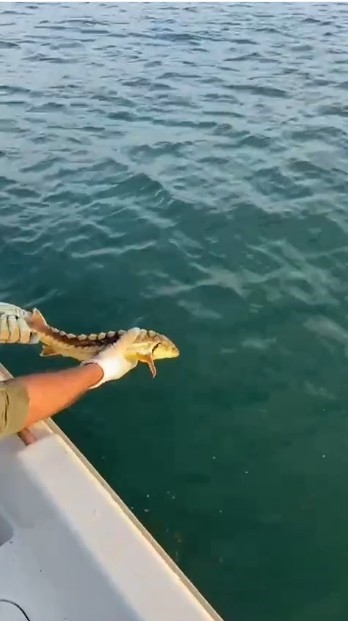Nesli dinozorlar dönemine uzanıyor; Balıkçıların ağına takıldı