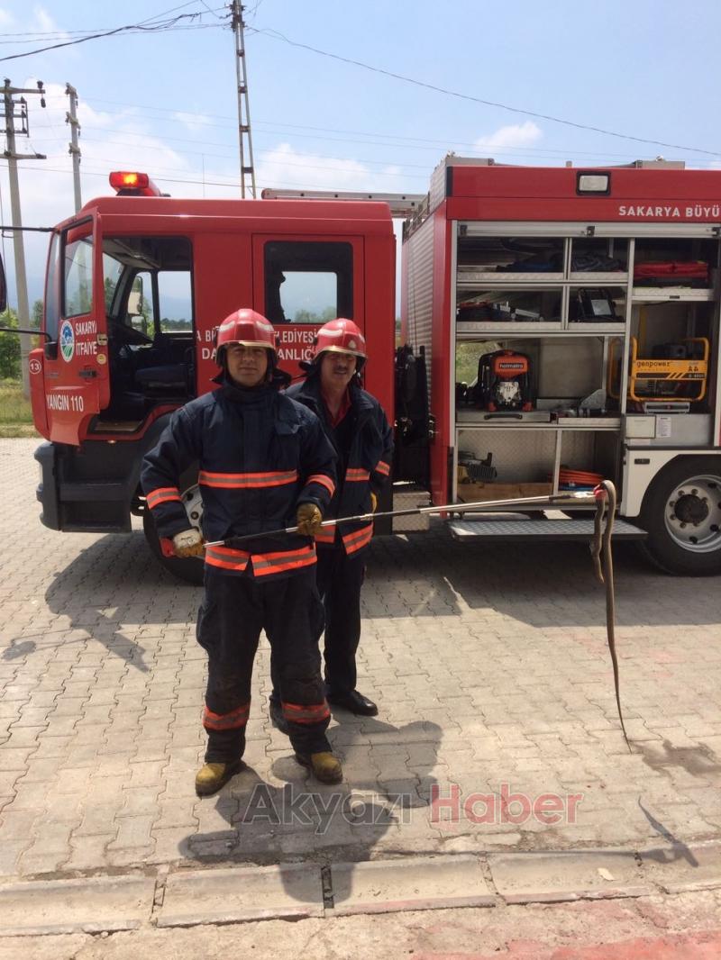  Ofise Giren Yılanı Akyazı İtfaiyesi Yakaladı