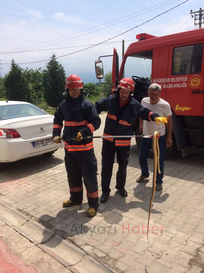  Ofise Giren Yılanı Akyazı İtfaiyesi Yakaladı