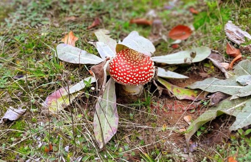 Öğretmenlerden Doğa Yürüyüşü