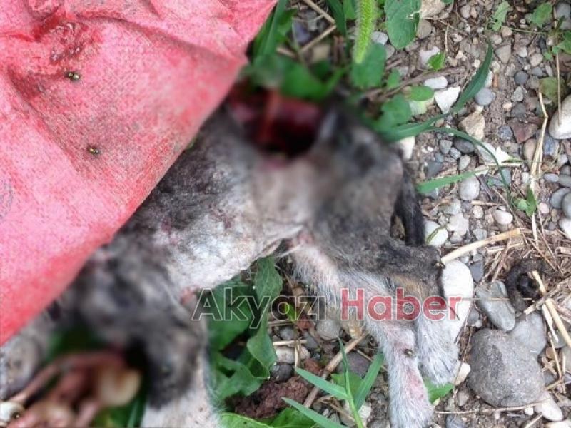 Ölü bulunan Yavru Köpeklerin Akıbeti Belli Oldu
