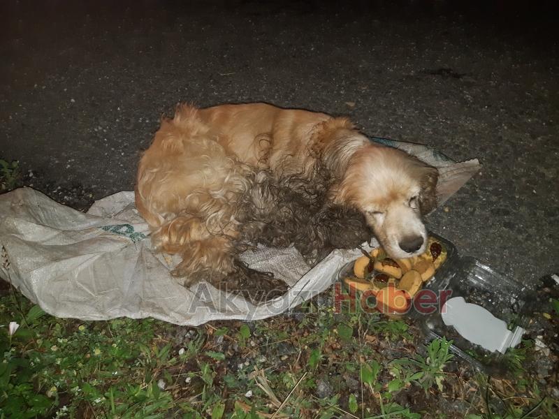 Ölüme Terk Edilen Köpeğe Yardım Eli Uzandı