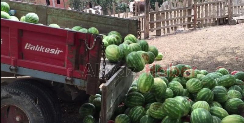 On kuruşa alıcı bulamayan karpuz hayvanlara yem oldu