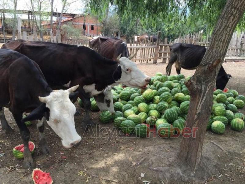 On kuruşa alıcı bulamayan karpuz hayvanlara yem oldu