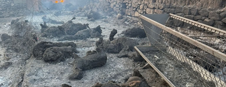Orman yangını yakıp geçti; Görüntüler yürek yaktı