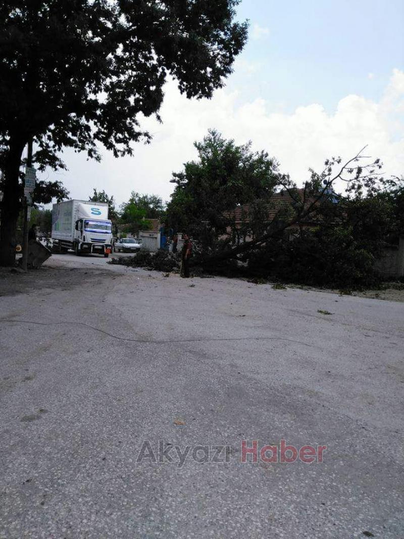  Otomobilin Üstüne Ağaç Düştü