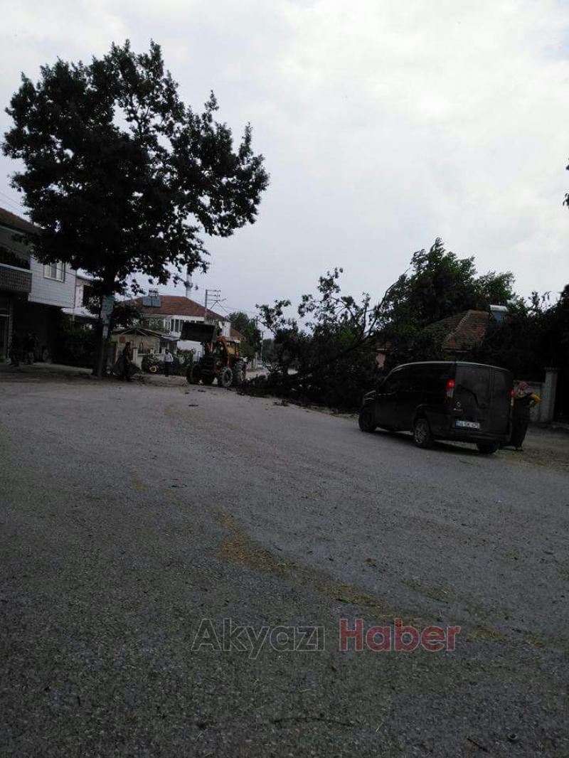  Otomobilin Üstüne Ağaç Düştü