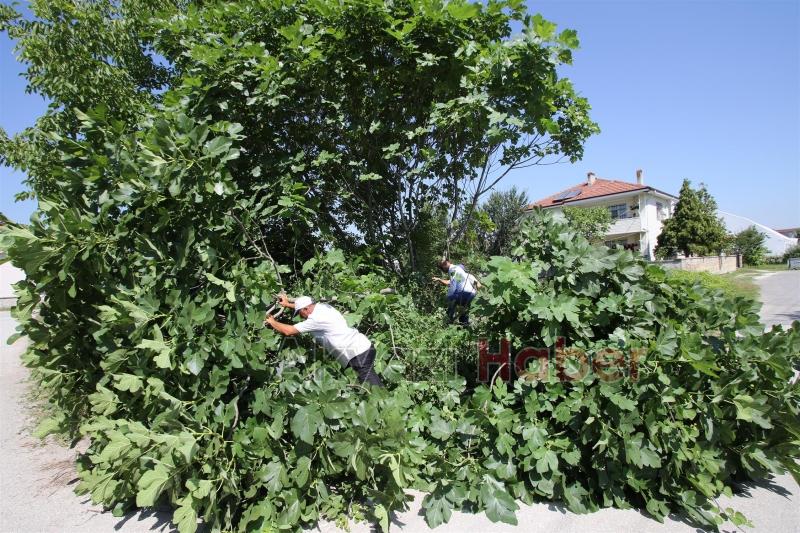 PARK BAHÇELER EKİPLERİ ÇALIŞMALARINA ARALIKSIZ DEVAM EDİYOR