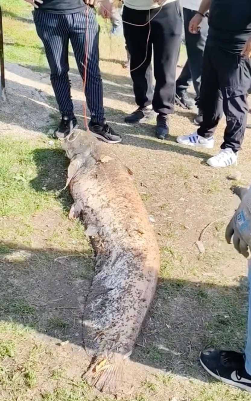 Piknikte 50 kiloluk yayın yakaladı