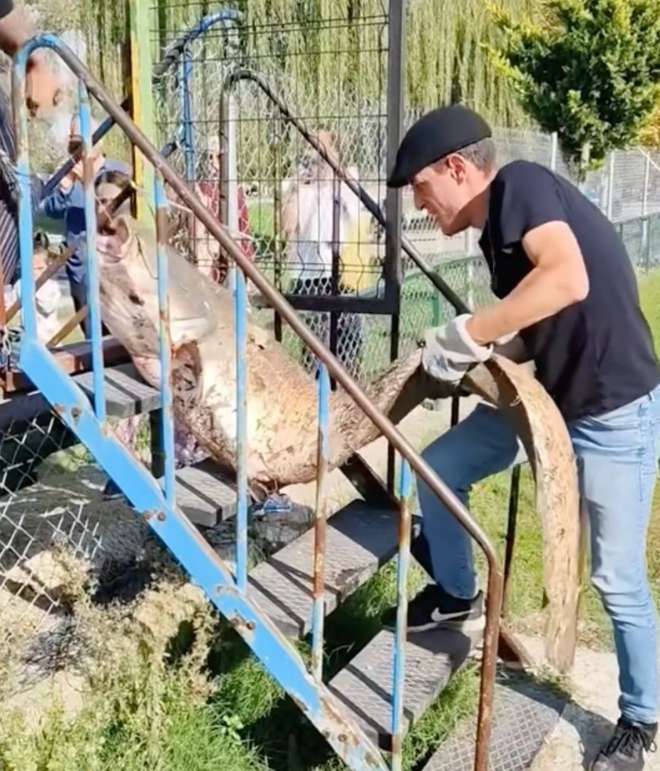 Piknikte 50 kiloluk yayın yakaladı