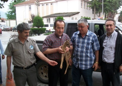 Ormanda Yavru Karaca Bulundu