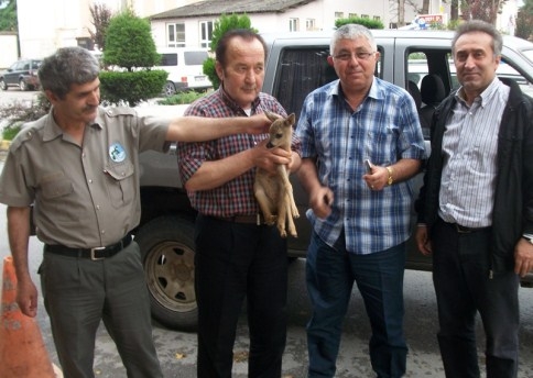 Ormanda Yavru Karaca Bulundu