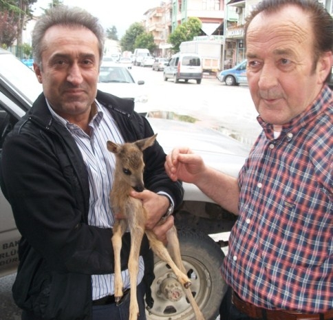 Ormanda Yavru Karaca Bulundu