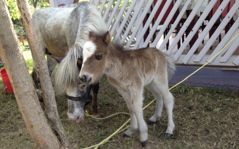 Yeni Doğan Minik Midilli Ziyaretçilere Neşe Saçıyor.