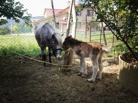 Yeni Doğan Minik Midilli Ziyaretçilere Neşe Saçıyor.