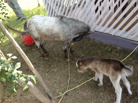 Yeni Doğan Minik Midilli Ziyaretçilere Neşe Saçıyor.