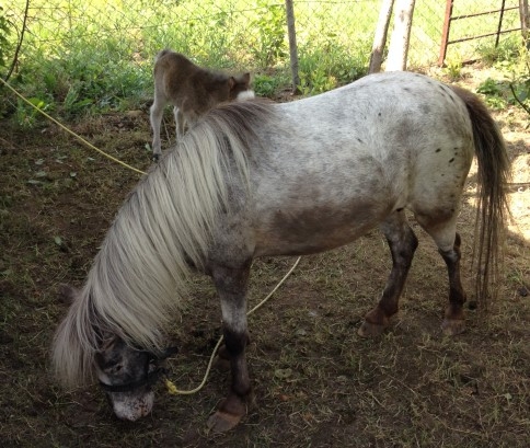 Yeni Doğan Minik Midilli Ziyaretçilere Neşe Saçıyor.