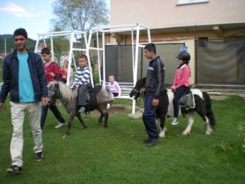 Yeni Doğan Minik Midilli Ziyaretçilere Neşe Saçıyor.