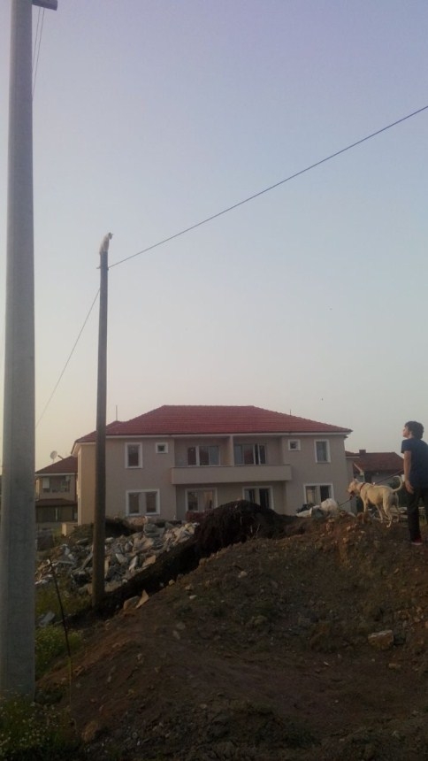 Kedi direkten güçlükle indirildi 