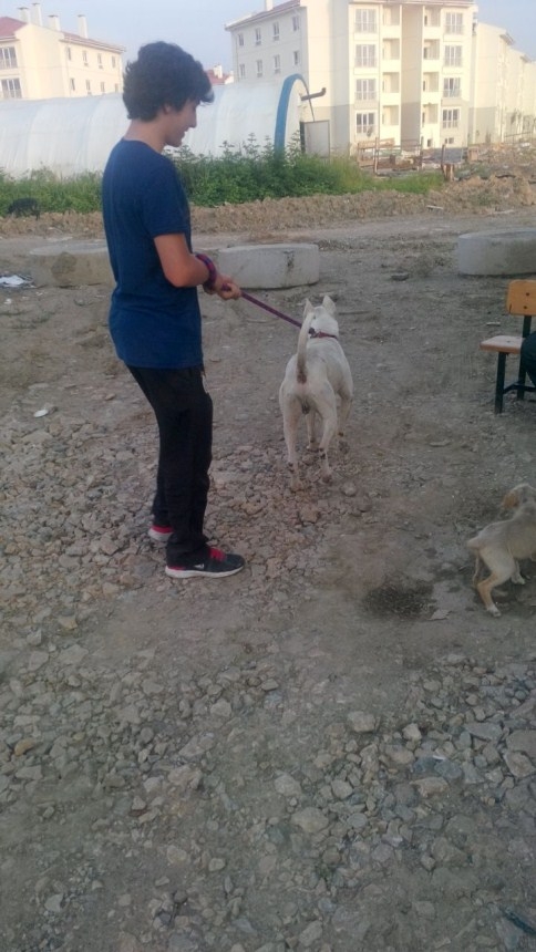 Kedi direkten güçlükle indirildi 