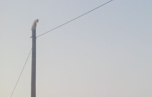 Kedi direkten güçlükle indirildi 