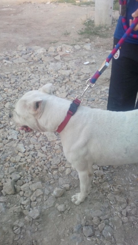 Kedi direkten güçlükle indirildi 