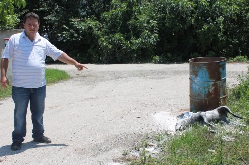 İki Gündür Alınmayan Köpek Ölüsü Kokmaya Başladı