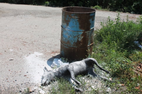 İki Gündür Alınmayan Köpek Ölüsü Kokmaya Başladı