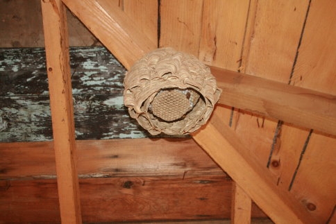 Yaban Arılarının Muazzam Yapısı