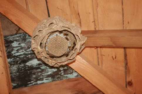 Yaban Arılarının Muazzam Yapısı