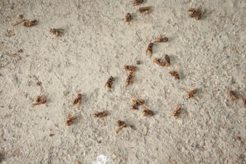 Yaban Arılarının Muazzam Yapısı