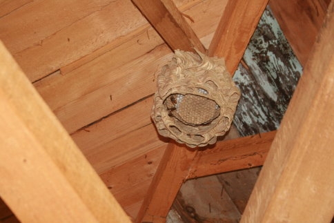 Yaban Arılarının Muazzam Yapısı