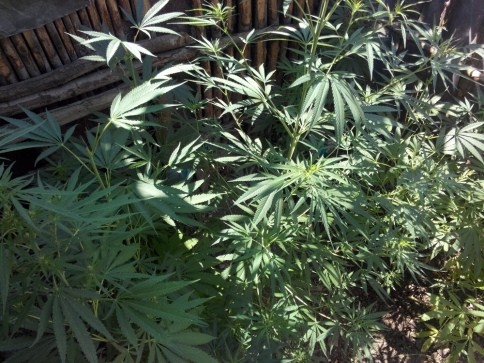 Akyazı’da Uyuşturucu Operasyonu