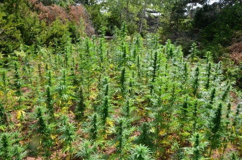 İl Jandarma Ekiplerinden Sakarya'da Uyuşturucuya Darbe