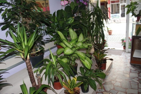 Şimdi Akyazı’da Çiçek Göndermek Hem Çok Kolay, Hem Çok Ekonomik! 