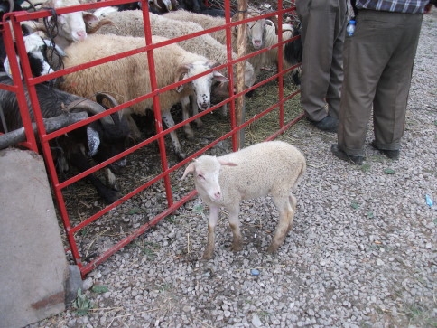 Hayvan Pazarında Arife Yoğunluğu