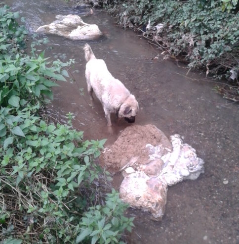Onca Duyuruya Rağmen İşkembeleri Derelere Attılar 