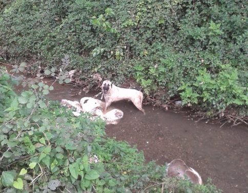 Onca Duyuruya Rağmen İşkembeleri Derelere Attılar 