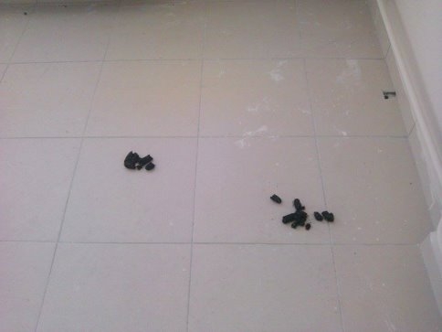 Bu Okul Ne Zaman Açılacak ?