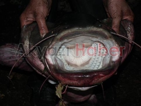 2 Metrelik Yayın Balığı Yakalandı