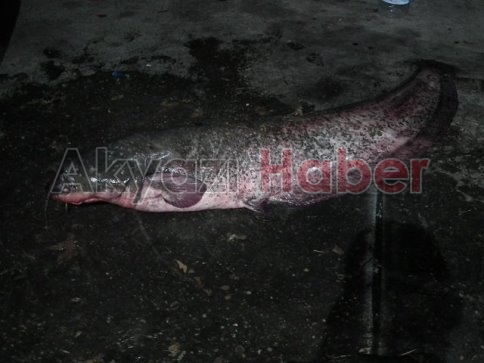 2 Metrelik Yayın Balığı Yakalandı
