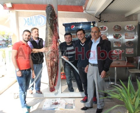 2 Metrelik Yayın Balığı Yakalandı