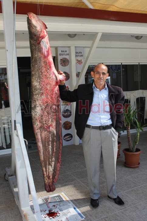 2 Metrelik Yayın Balığı Yakalandı