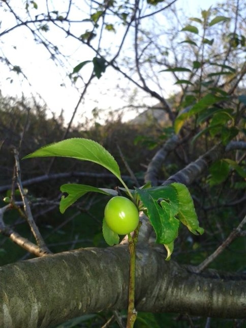 Sıcağa Aldanan Erik Ağacı Meyve Verdi