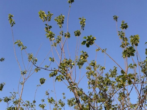 Sıcağa Aldanan Erik Ağacı Meyve Verdi