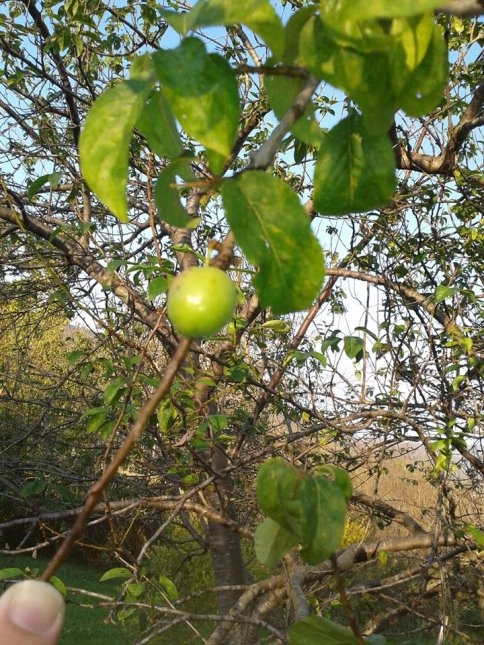 Sıcağa Aldanan Erik Ağacı Meyve Verdi