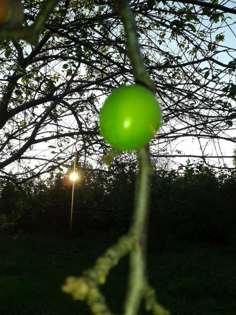 Sıcağa Aldanan Erik Ağacı Meyve Verdi